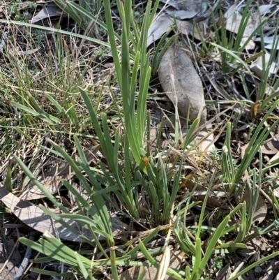 Lomandra (genus) (A Matrush) at Weston, ACT - 22 Sep 2019 by AliceH