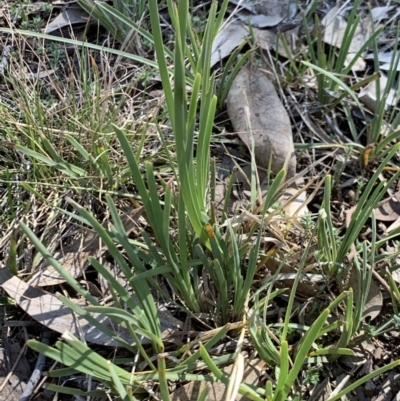 Lomandra sp. (A Matrush) at Fowles St. Woodland, Weston - 22 Sep 2019 by AliceH