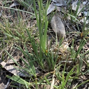 Lomandra sp. at Weston, ACT - 22 Sep 2019