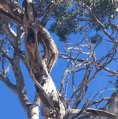 Callocephalon fimbriatum (Gang-gang Cockatoo) at Red Hill to Yarralumla Creek - 22 Sep 2019 by KL
