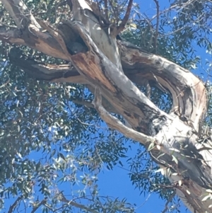 Callocephalon fimbriatum at Hughes, ACT - 22 Sep 2019