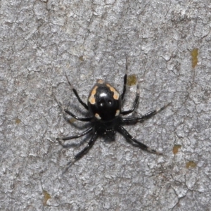 Euryopis sp. (genus) at Hackett, ACT - 20 Sep 2019