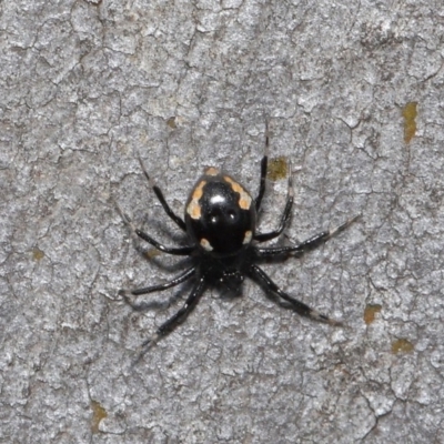 Euryopis sp. (genus) (An ant eating spider) at Hackett, ACT - 20 Sep 2019 by TimL