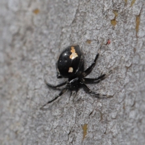 Euryopis sp. (genus) at Hackett, ACT - 20 Sep 2019