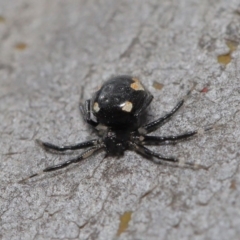 Euryopis sp. (genus) at Hackett, ACT - 20 Sep 2019