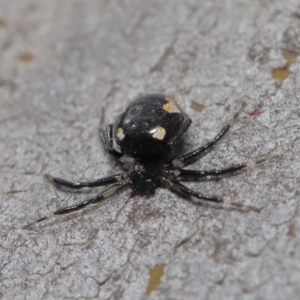 Euryopis sp. (genus) at Hackett, ACT - 20 Sep 2019