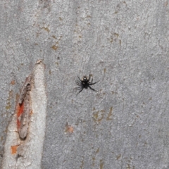 Euryopis sp. (genus) at Hackett, ACT - 20 Sep 2019