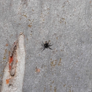 Euryopis sp. (genus) at Hackett, ACT - 20 Sep 2019