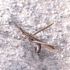 Acrida conica at Black Range, NSW - 19 Apr 2019 03:23 PM