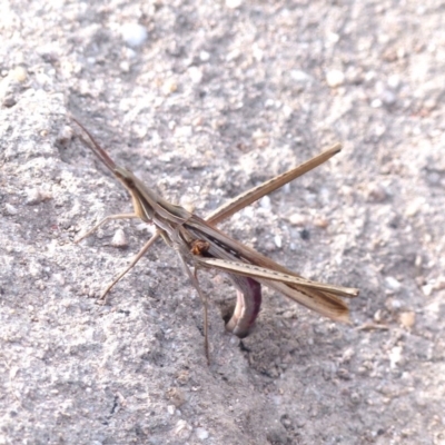 Acrida conica (Giant green slantface) at Black Range, NSW - 19 Apr 2019 by MatthewHiggins