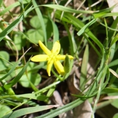 Hypoxis hygrometrica var. hygrometrica (Golden Weather-grass) at Black Range, NSW - 7 Apr 2019 by MatthewHiggins