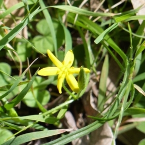 Hypoxis hygrometrica var. hygrometrica at Black Range, NSW - 7 Apr 2019