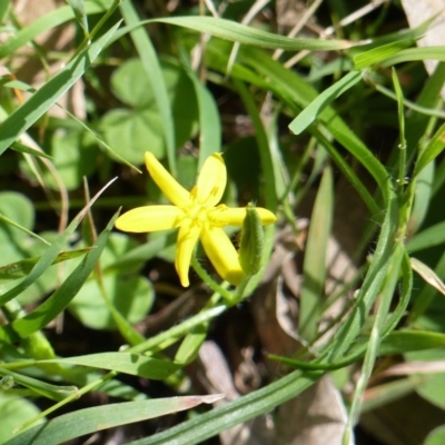 Hypoxis hygrometrica var. hygrometrica (Golden Weather-grass) at Black Range, NSW - 7 Apr 2019 by MatthewHiggins