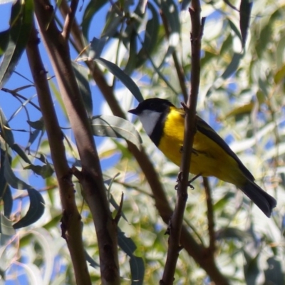 Pachycephala pectoralis (Golden Whistler) at Black Range, NSW - 15 Apr 2019 by MatthewHiggins