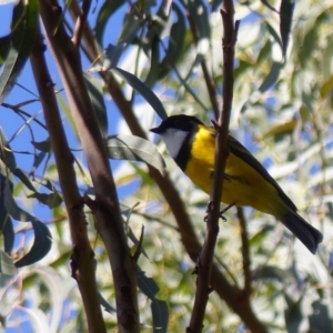 Pachycephala pectoralis at Black Range, NSW - 15 Apr 2019