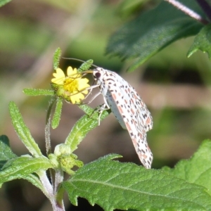 Utetheisa pulchelloides at Black Range, NSW - 31 Mar 2019 01:56 PM