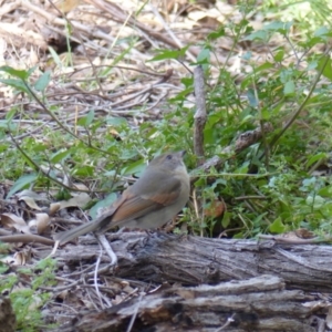 Pachycephala olivacea at Black Range, NSW - 9 Apr 2019