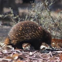 Tachyglossus aculeatus (Short-beaked Echidna) at Amaroo, ACT - 15 Sep 2019 by Bigjim