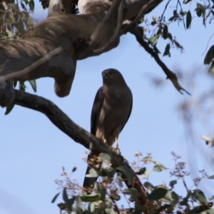 Accipiter fasciatus at Deakin, ACT - 22 Sep 2019