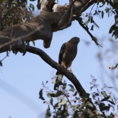 Accipiter fasciatus at Deakin, ACT - 22 Sep 2019