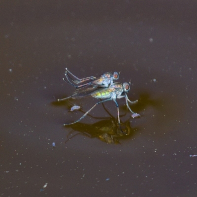 Ephydridae (family) (Shore Flies) at Fyshwick, ACT - 22 Sep 2019 by Marthijn