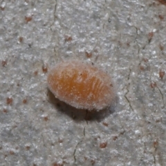 Unidentified Scale insect or Mealybug (Hemiptera, Coccoidea) at Hackett, ACT - 20 Sep 2019 by TimL