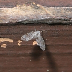 Psychodidae sp. (family) (Moth Fly, Drain Fly) at ANBG - 20 Sep 2019 by TimL