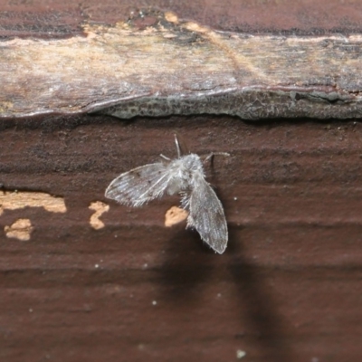 Psychodidae sp. (family) (Moth Fly, Drain Fly) at ANBG - 20 Sep 2019 by TimL