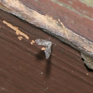 Psychodidae sp. (family) at Acton, ACT - 20 Sep 2019