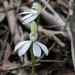 Caladenia fuscata (Dusky Fingers) at Hackett, ACT - 22 Sep 2019 by MattM