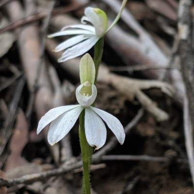 Caladenia fuscata (Dusky Fingers) at Hackett, ACT - 22 Sep 2019 by MattM