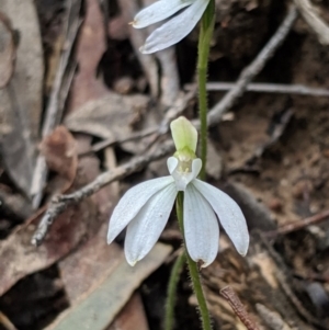 Caladenia fuscata at Hackett, ACT - suppressed