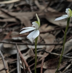 Caladenia fuscata at Hackett, ACT - suppressed