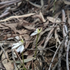 Caladenia fuscata at Hackett, ACT - 22 Sep 2019