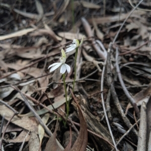 Caladenia fuscata at Hackett, ACT - 22 Sep 2019