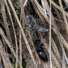 Tiphiidae (family) (Unidentified Smooth flower wasp) at Black Mountain - 22 Sep 2019 by MattM