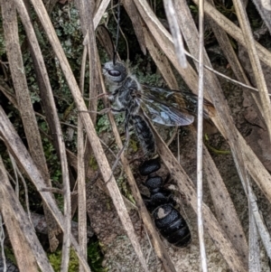 Tiphiidae (family) at Hackett, ACT - 22 Sep 2019 03:06 PM