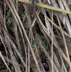 Tiphiidae (family) at Hackett, ACT - 22 Sep 2019