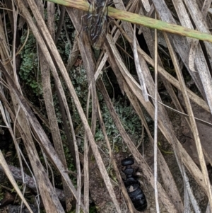 Tiphiidae (family) at Hackett, ACT - 22 Sep 2019