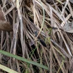 Tiphiidae (family) at Hackett, ACT - 22 Sep 2019 03:06 PM