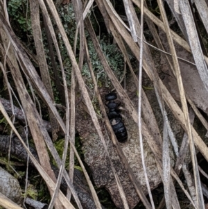 Tiphiidae (family) at Hackett, ACT - 22 Sep 2019