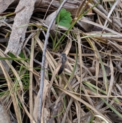 Tiphiidae (family) at Hackett, ACT - 22 Sep 2019 03:06 PM