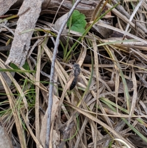 Tiphiidae (family) at Hackett, ACT - 22 Sep 2019