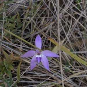 Glossodia major at Hackett, ACT - 22 Sep 2019