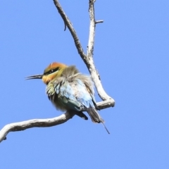 Merops ornatus (Rainbow Bee-eater) at Hawker, ACT - 22 Sep 2019 by AlisonMilton