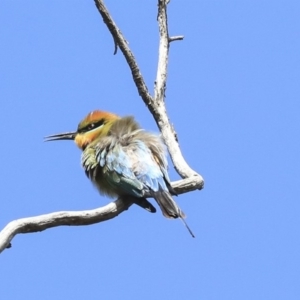 Merops ornatus at Hawker, ACT - 22 Sep 2019