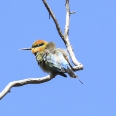 Merops ornatus at Hawker, ACT - 22 Sep 2019