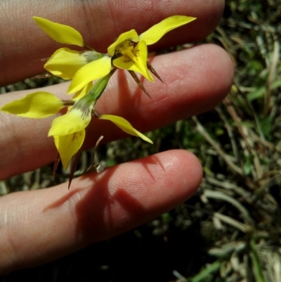 Diuris chryseopsis (Golden Moth) at Coree, ACT - 22 Sep 2019 by ArcherCallaway