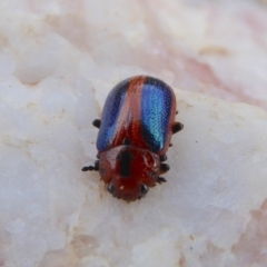 Calomela curtisi (Acacia leaf beetle) at Rugosa - 22 Sep 2019 by SenexRugosus