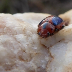 Calomela curtisi at Yass River, NSW - 22 Sep 2019